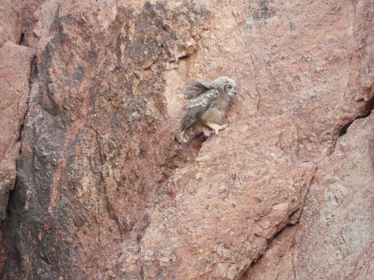 Great Horned Owl - ML620451941