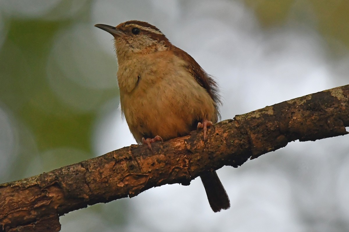 Carolina Wren - ML620451943