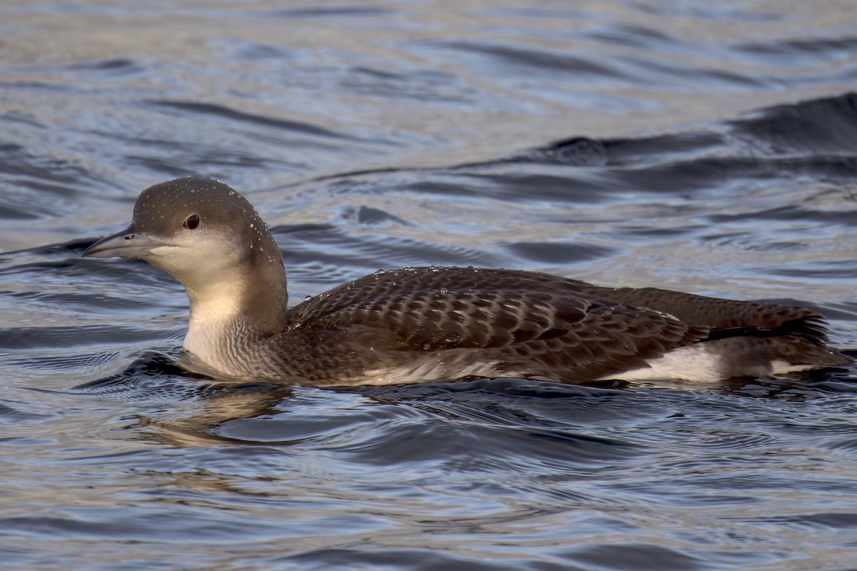 Arctic Loon - ML620451948