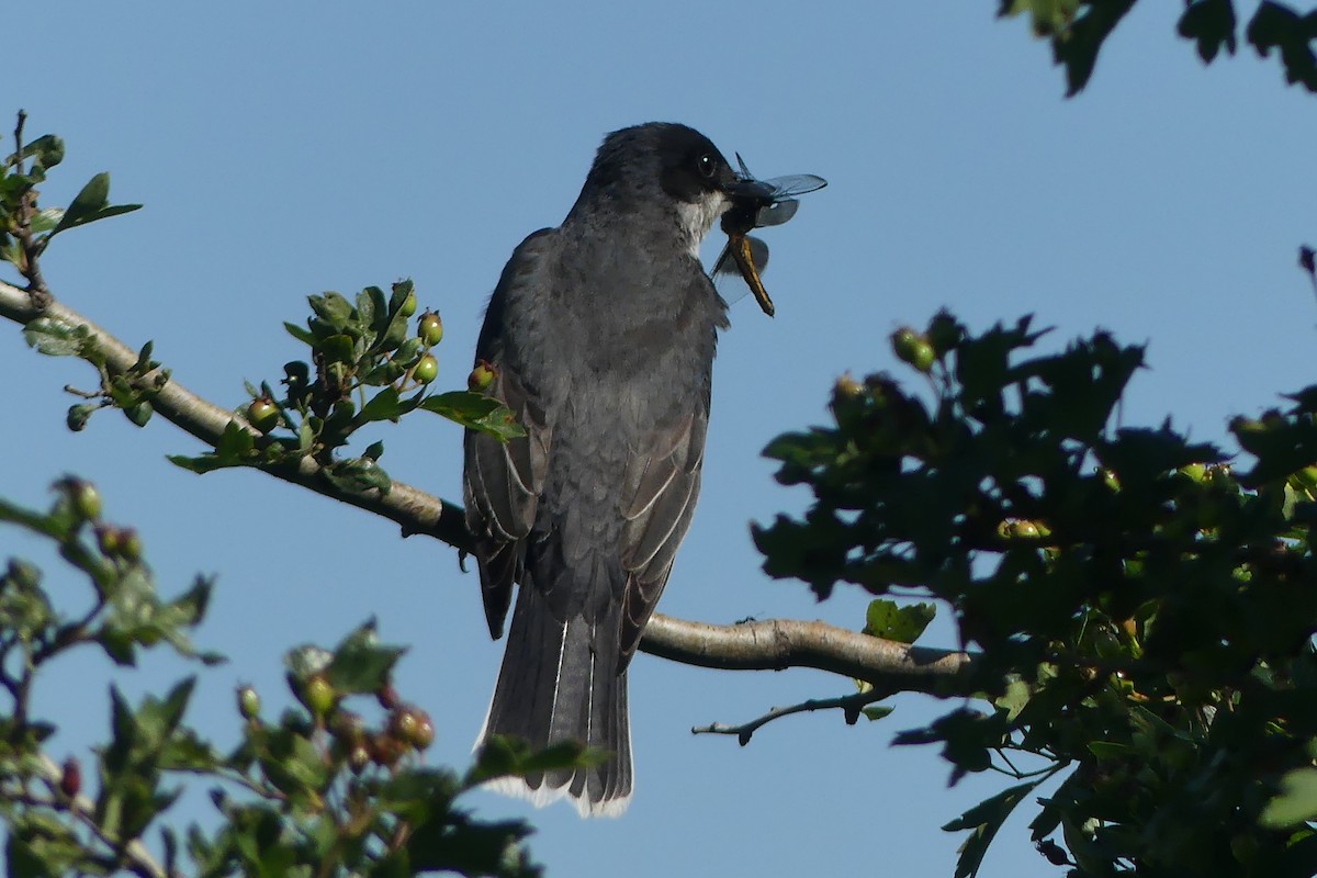 Eastern Kingbird - ML620451954