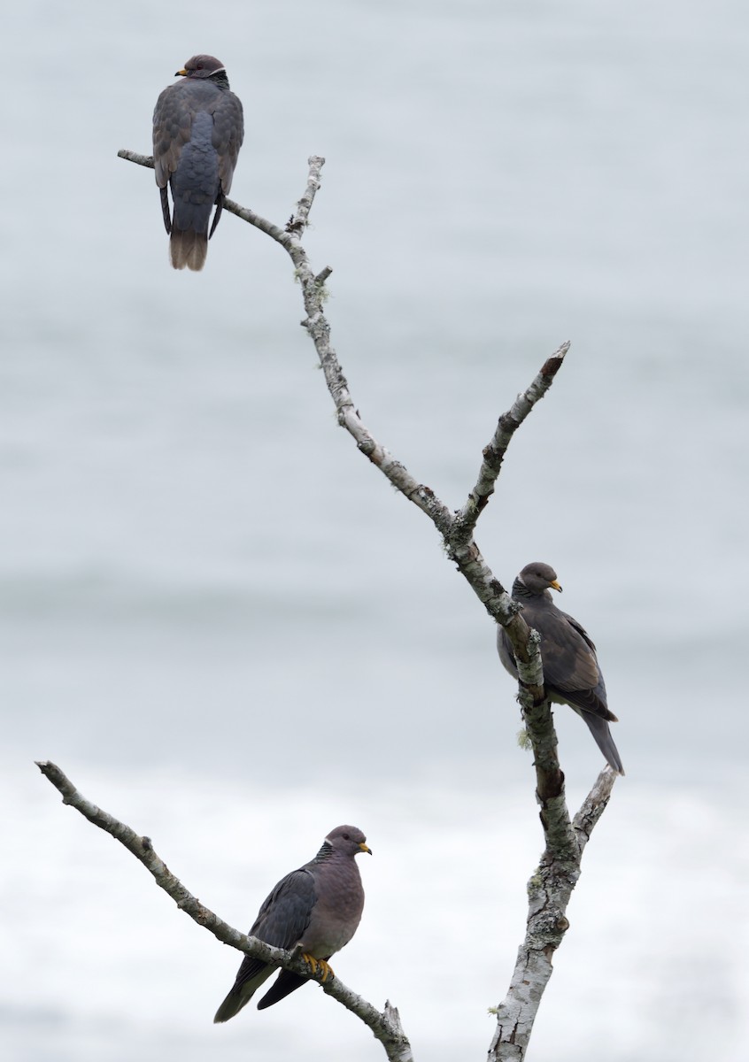 Band-tailed Pigeon - ML620451960