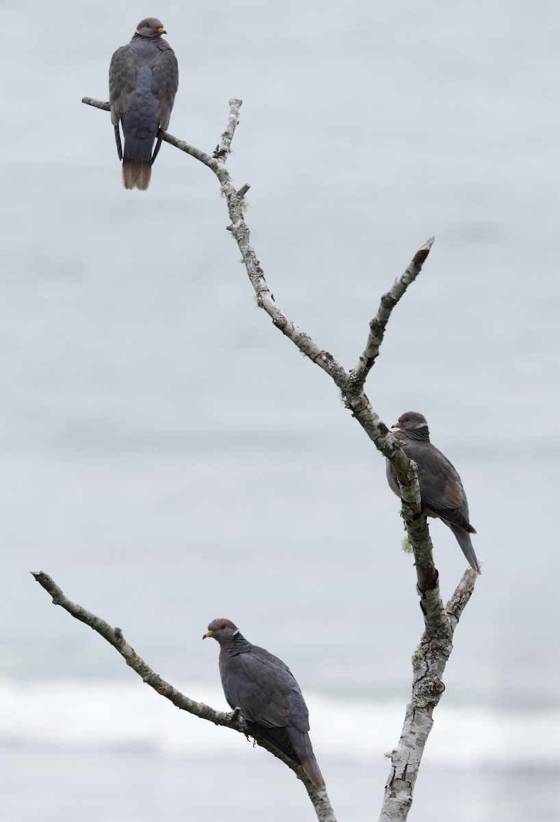 Band-tailed Pigeon - ML620451961