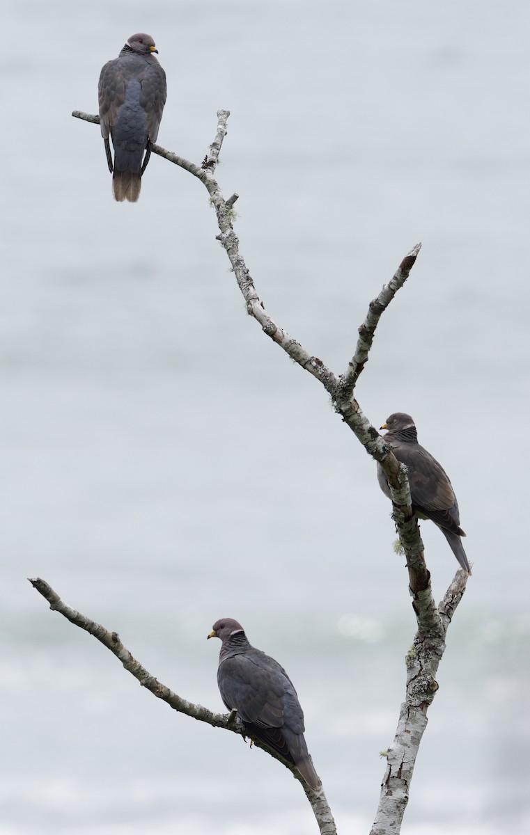 Band-tailed Pigeon - ML620451962