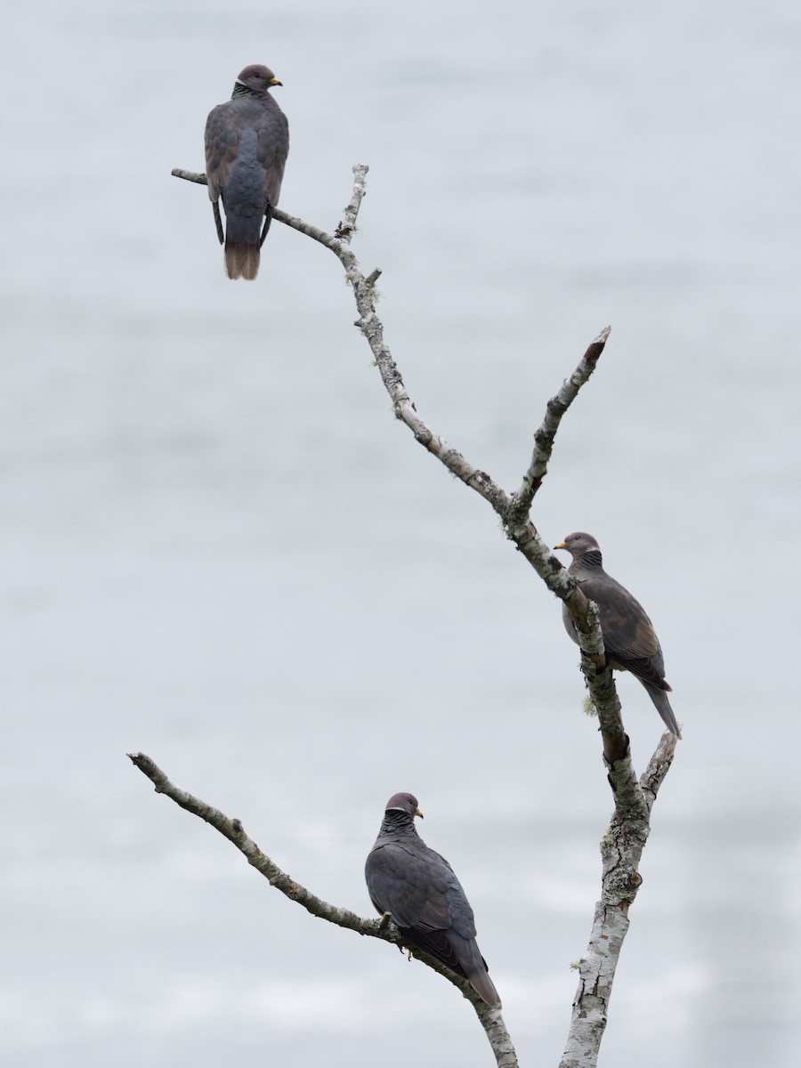 Band-tailed Pigeon - ML620451964