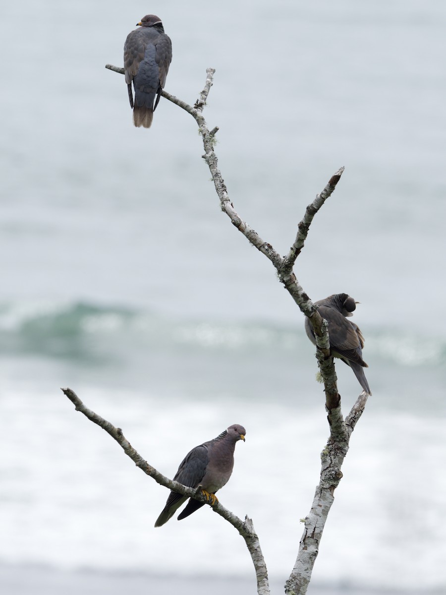 Band-tailed Pigeon - ML620451965