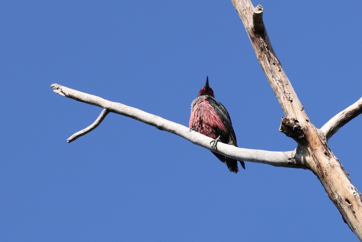 Lewis's Woodpecker - ML620451967