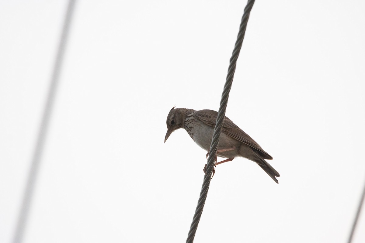 Crested Lark - ML620451970