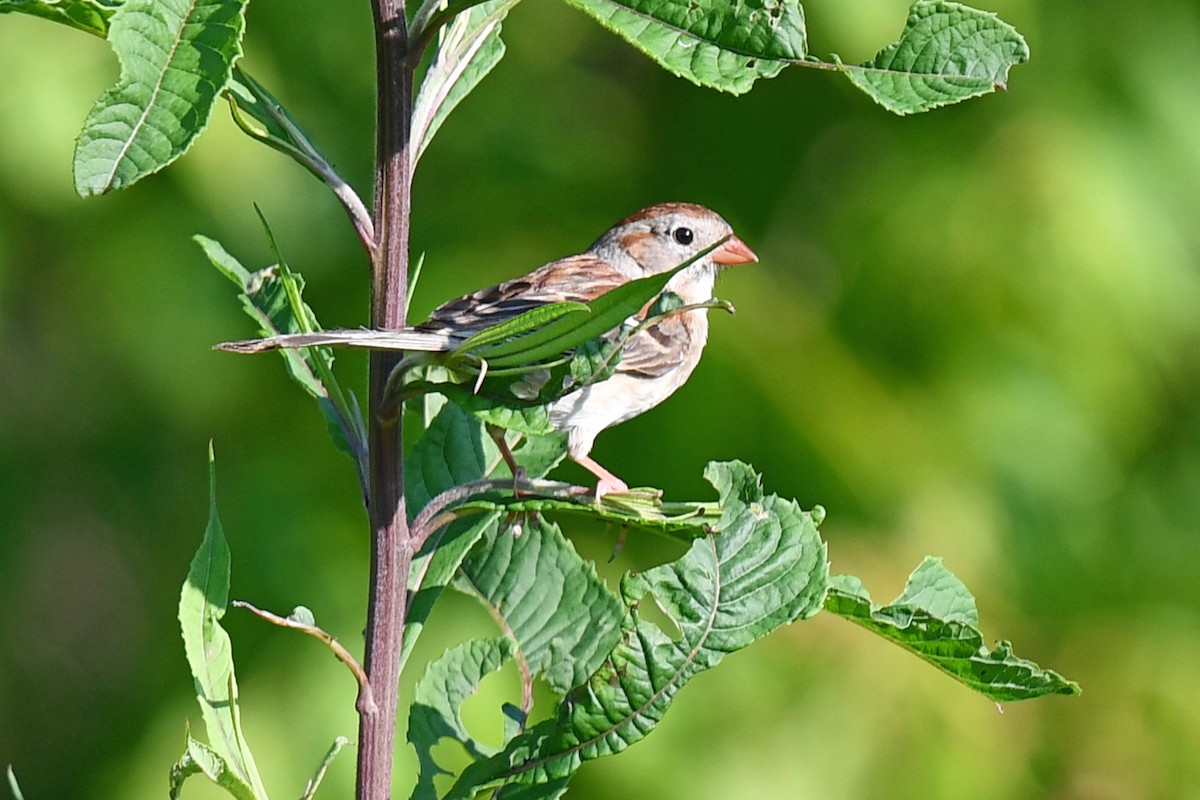 Field Sparrow - Robin Nation