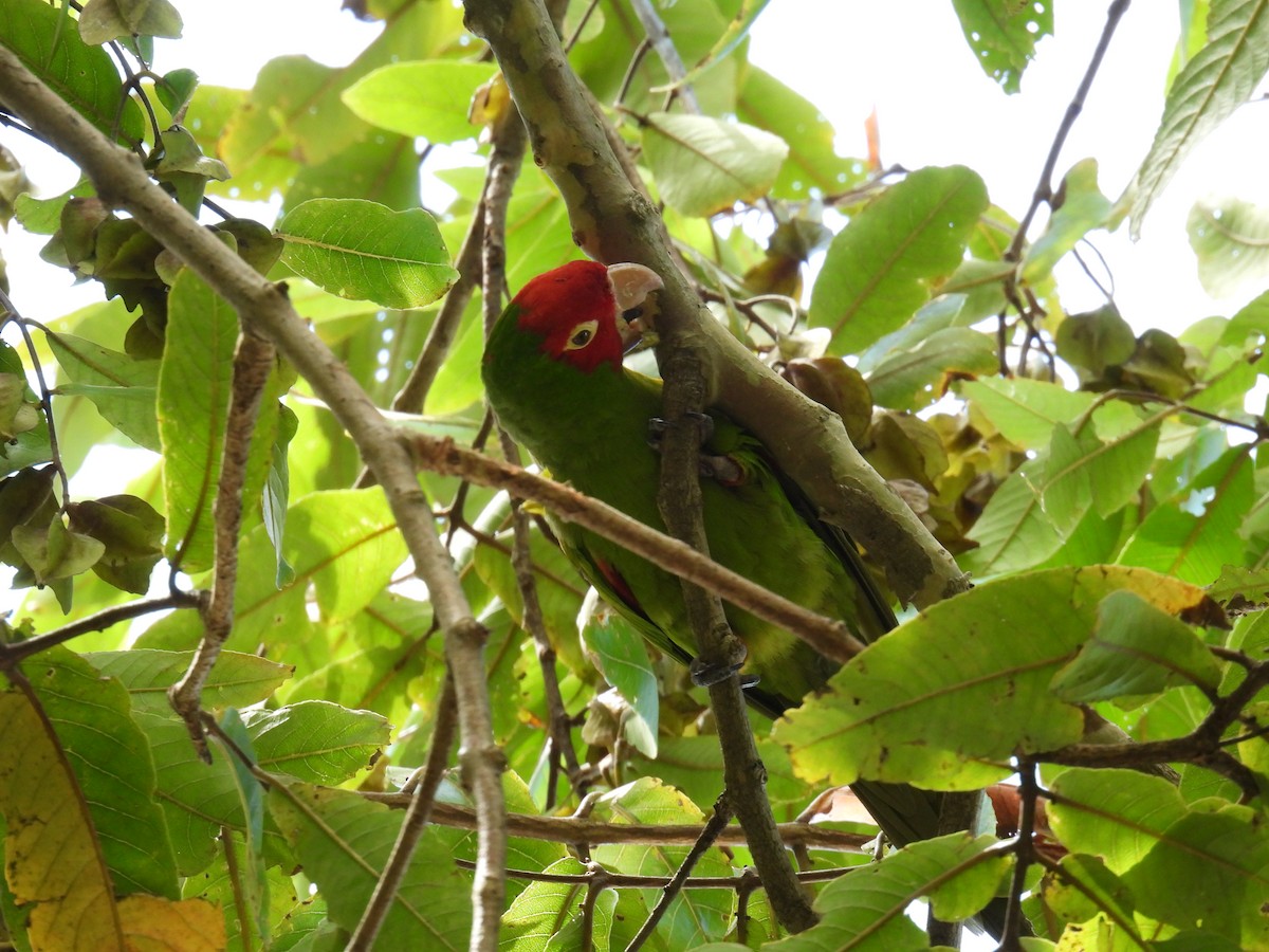 Red-masked Parakeet - ML620451978