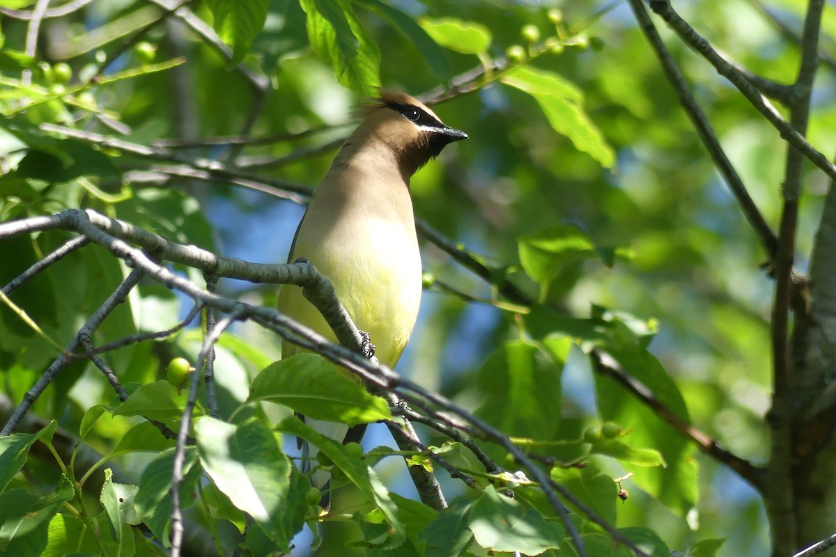 Cedar Waxwing - ML620451982