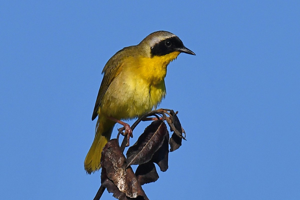 Weidengelbkehlchen - ML620451983