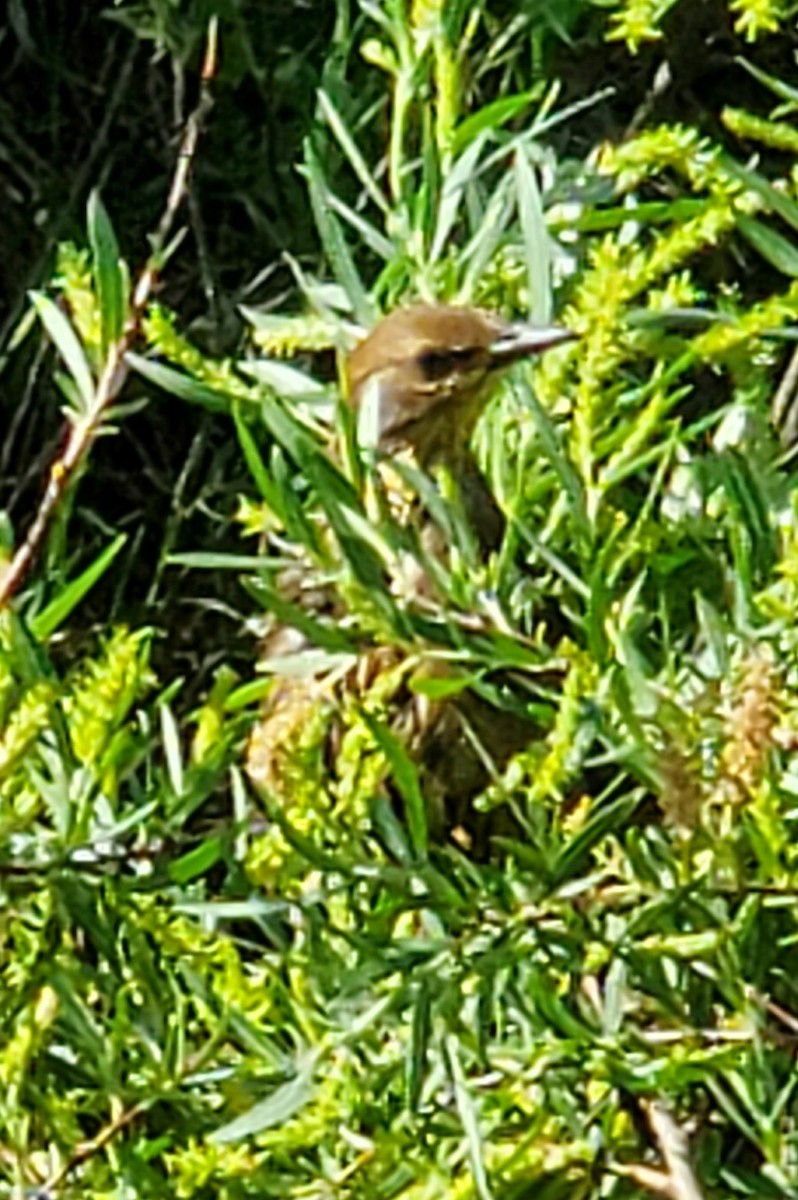 Brown Thrasher - ML620451987