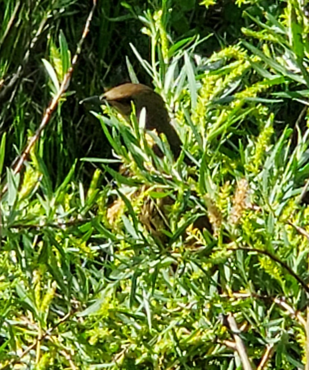 Brown Thrasher - ML620451990