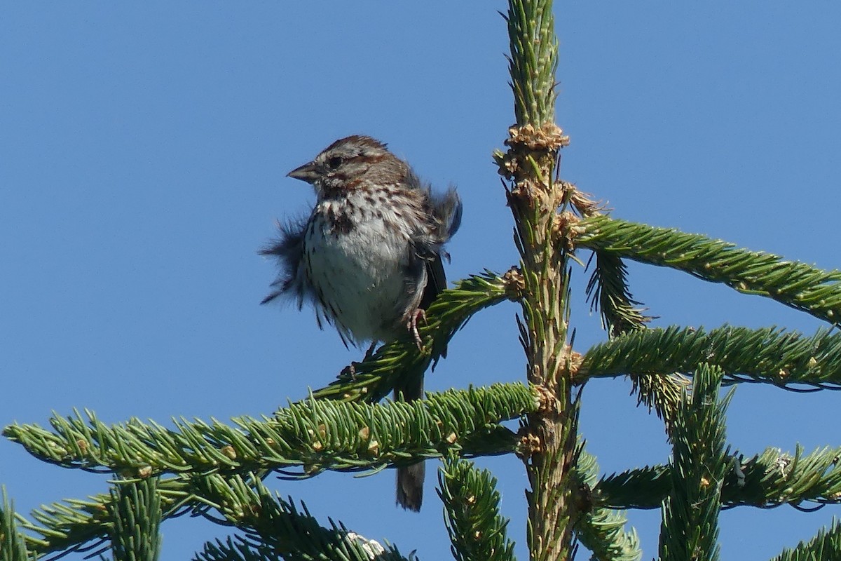 Song Sparrow - ML620451991