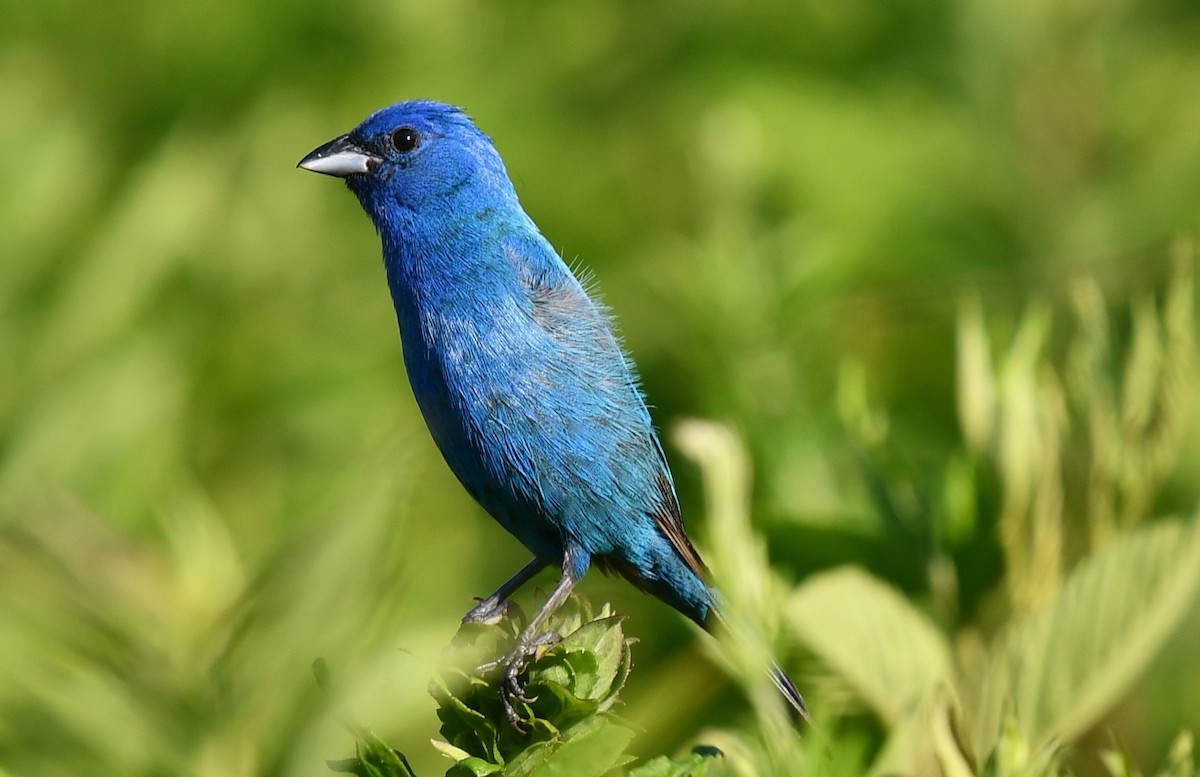 Indigo Bunting - ML620452001