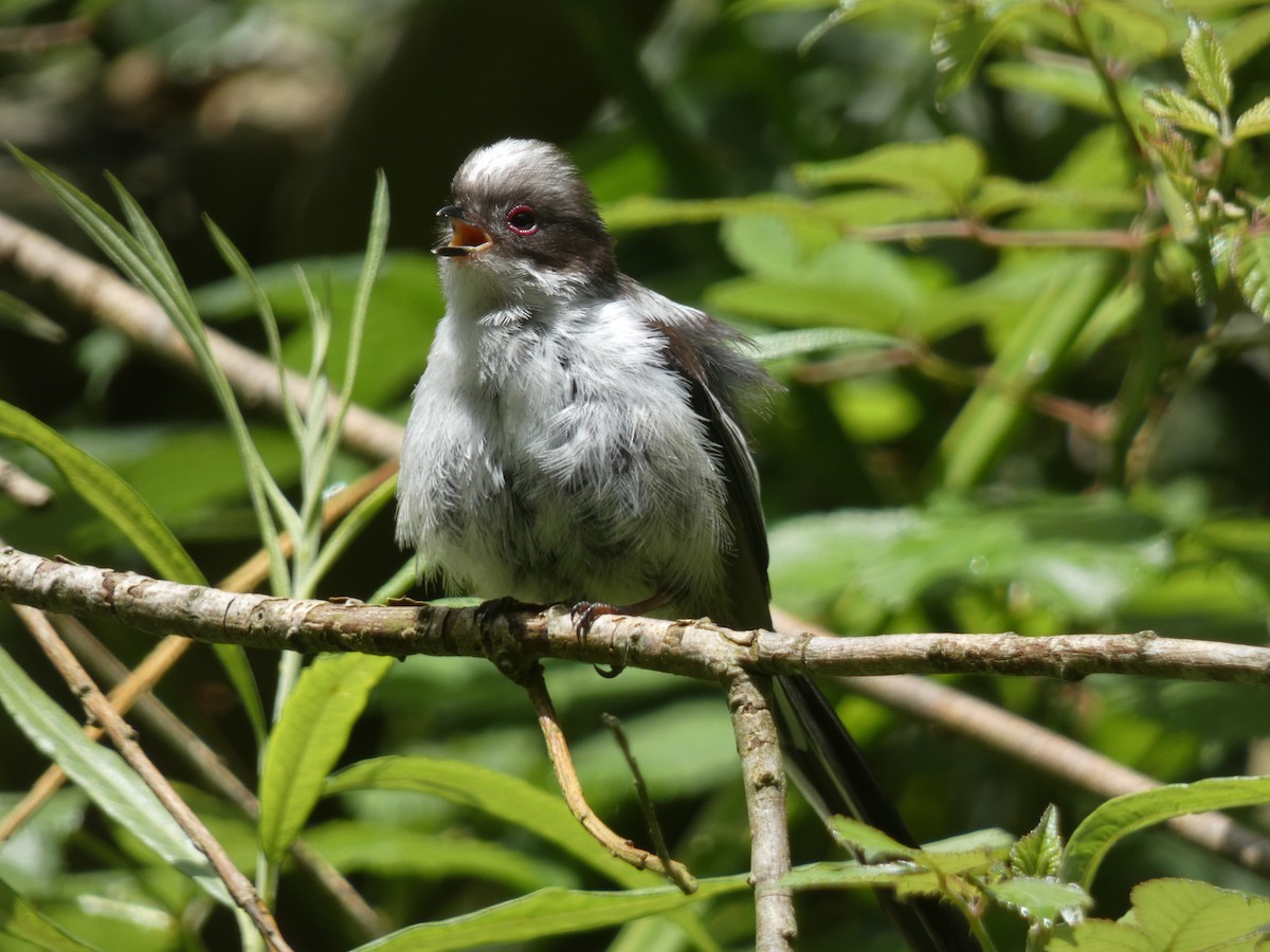 Long-tailed Tit - ML620452002