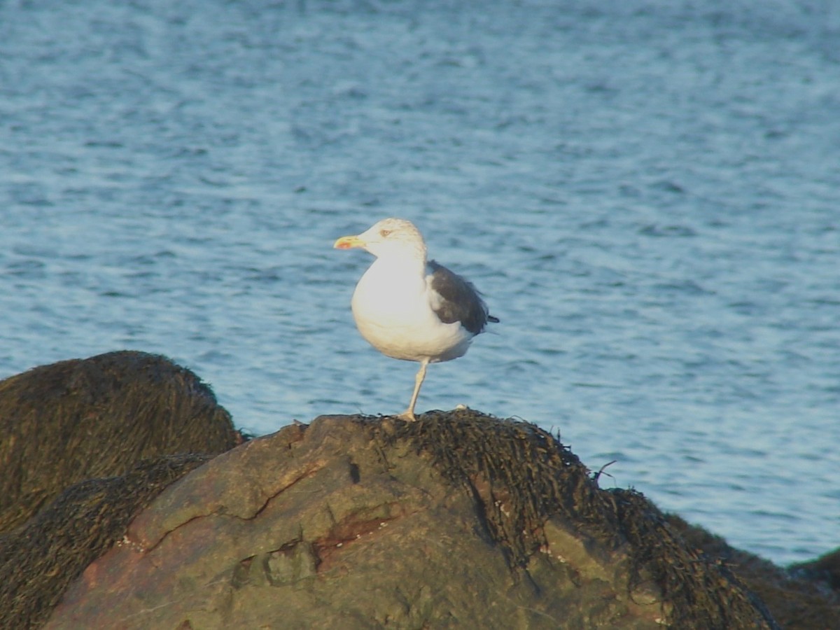 Lesser Black-backed Gull - ML620452003