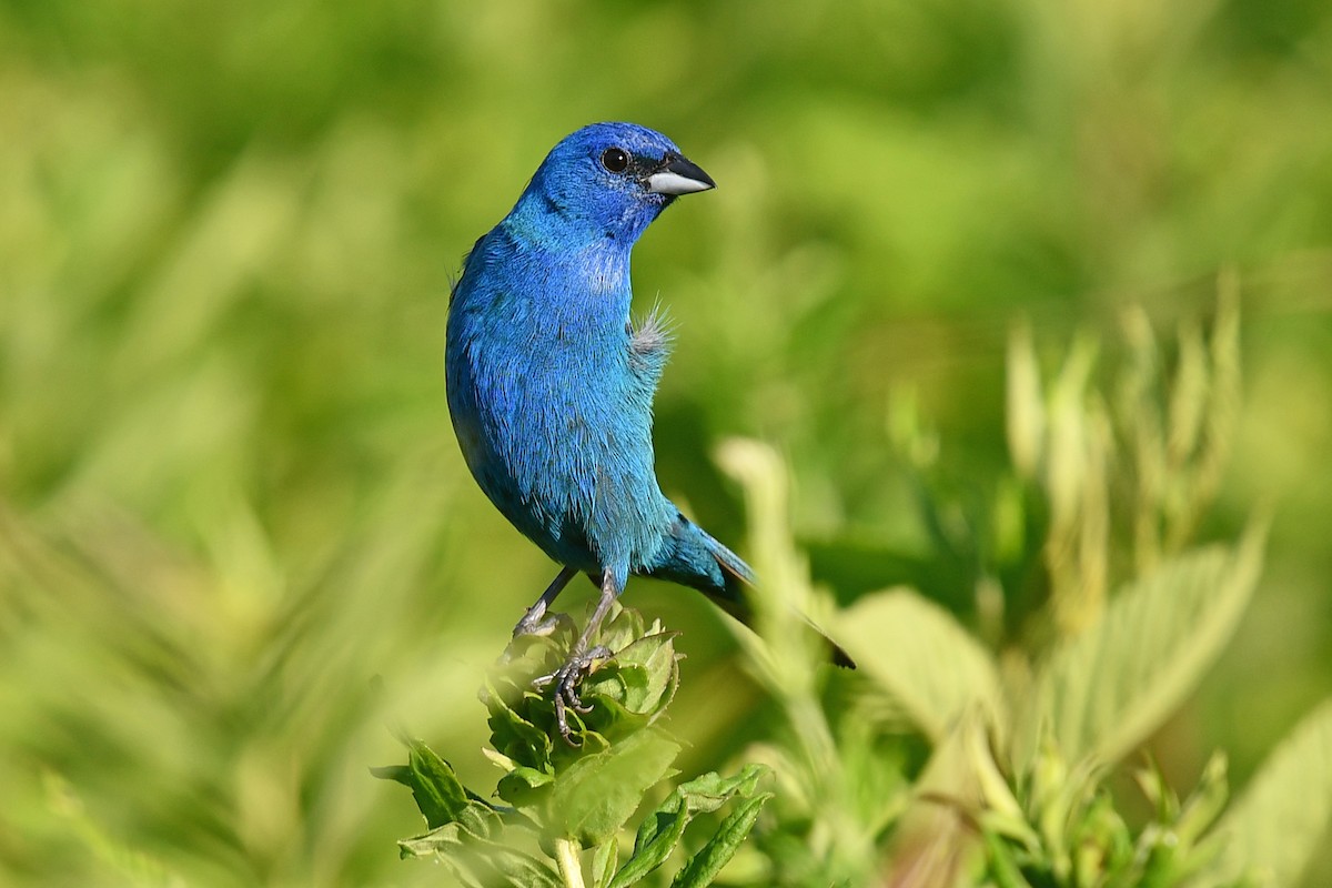 Indigo Bunting - ML620452004