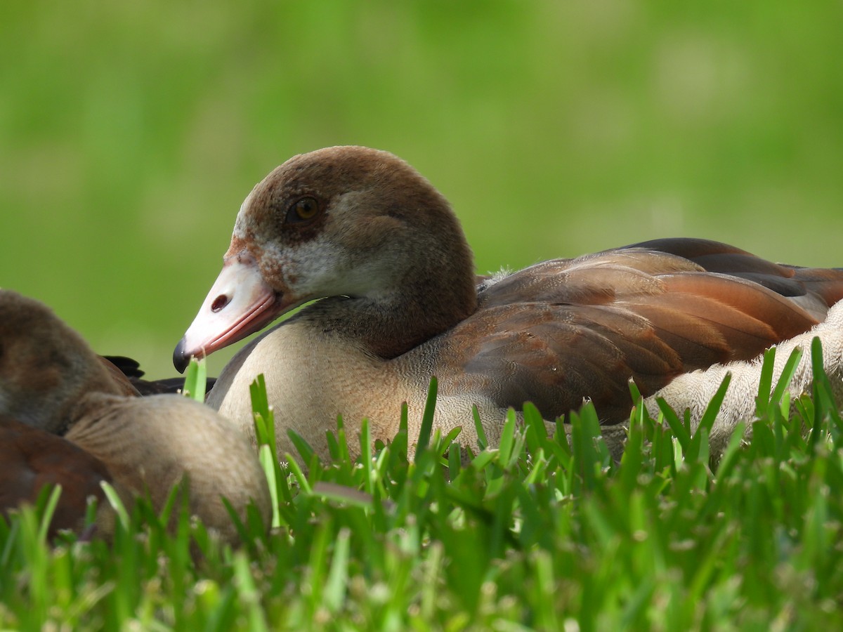 Egyptian Goose - ML620452006