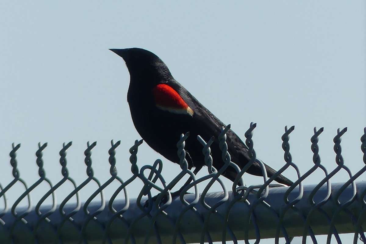 Red-winged Blackbird - ML620452009