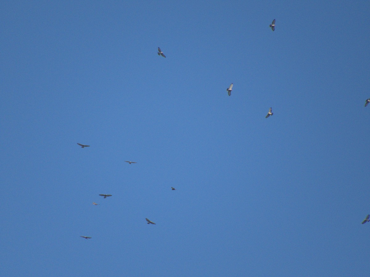 Broad-winged Hawk - ML620452010