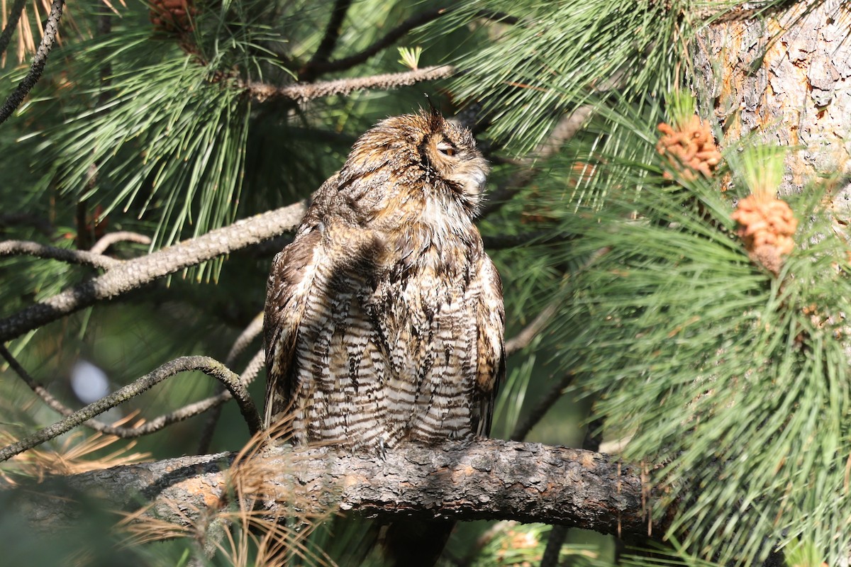 Great Horned Owl - Michael Bernard