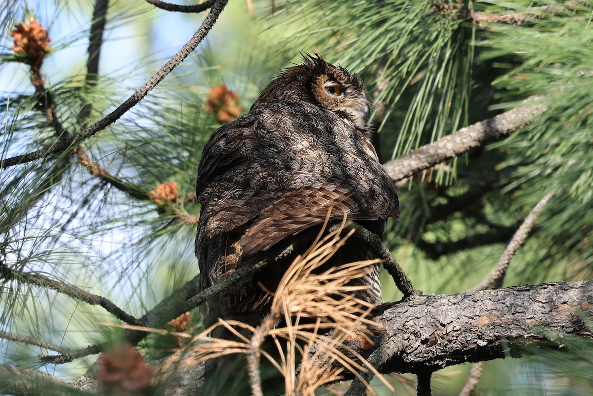 Great Horned Owl - ML620452016