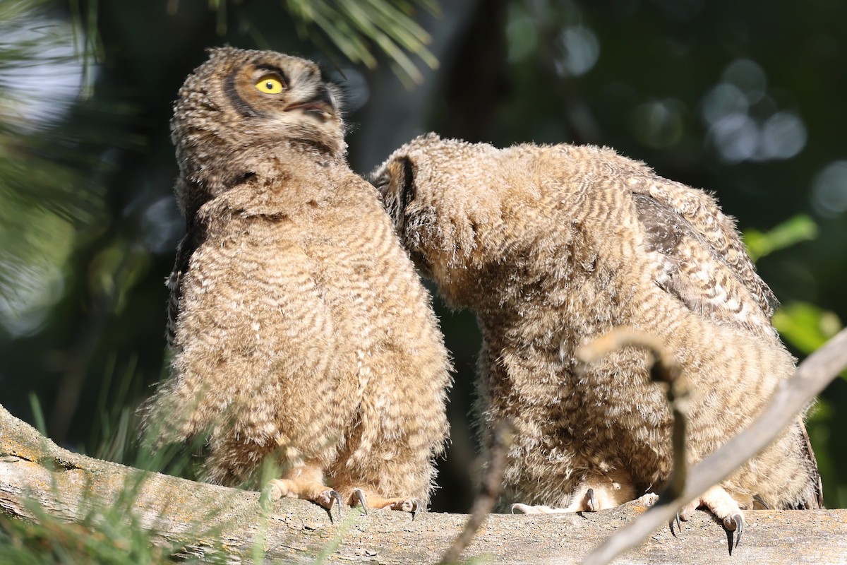 Great Horned Owl - ML620452018
