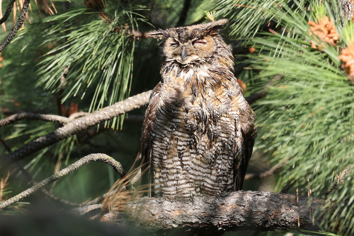 Great Horned Owl - ML620452019