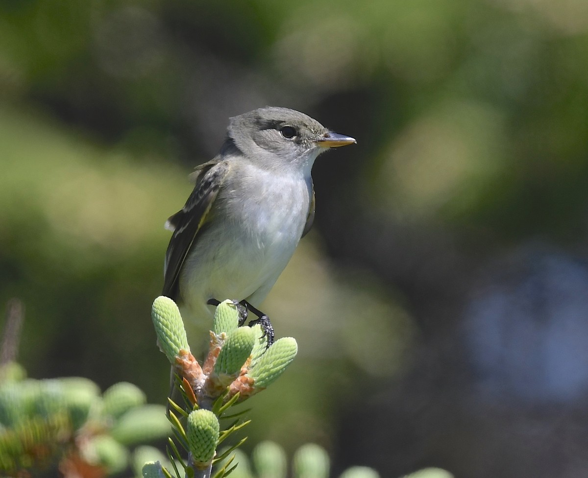 Alder Flycatcher - ML620452024