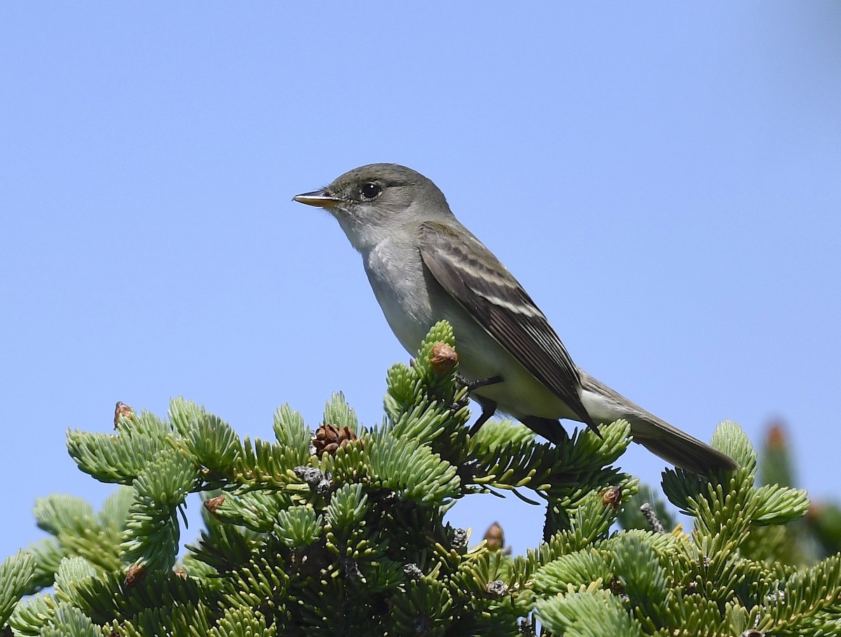 Alder Flycatcher - ML620452026