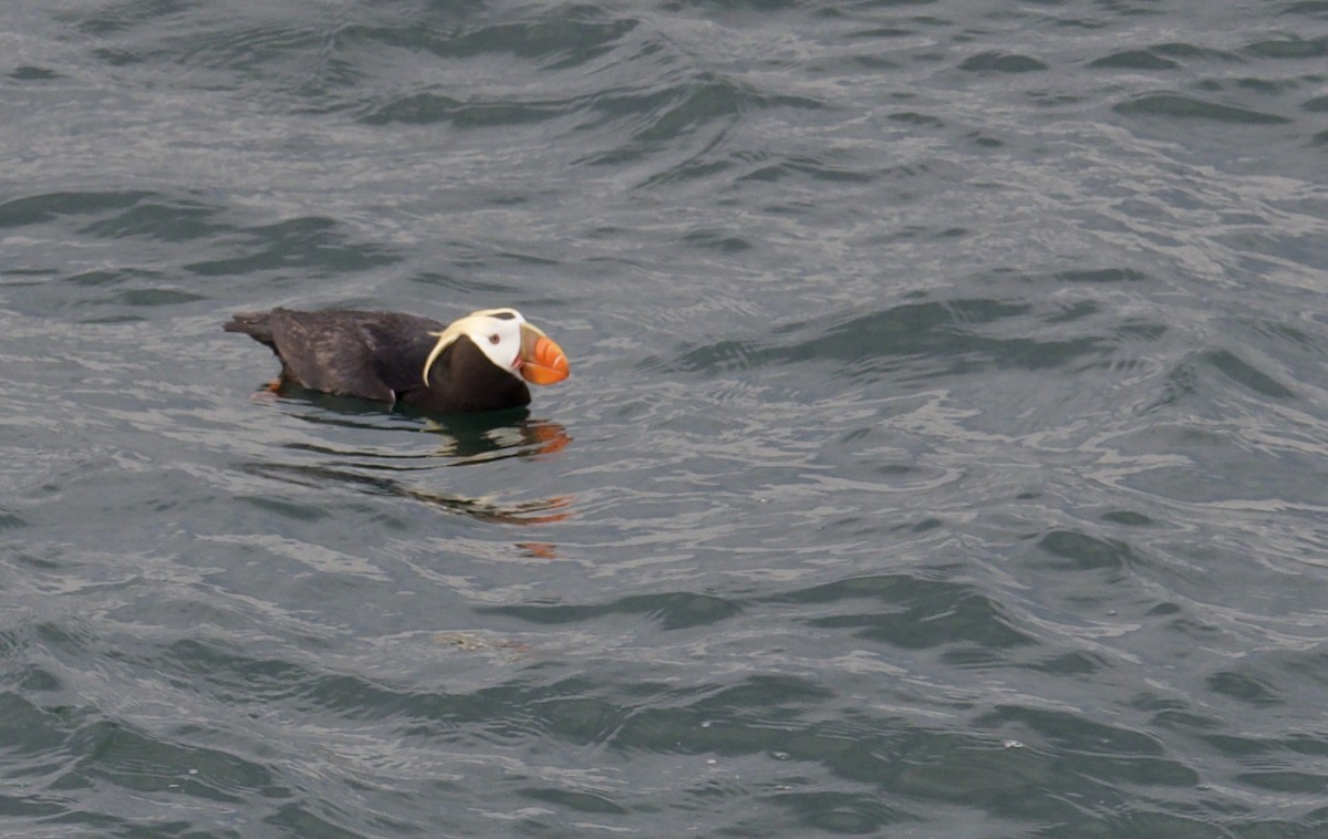 Tufted Puffin - ML620452028