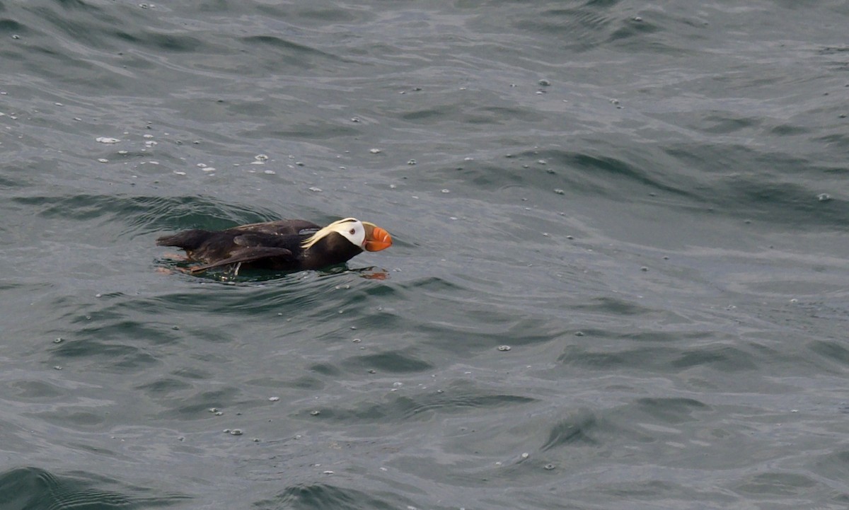 Tufted Puffin - Eric Heisey