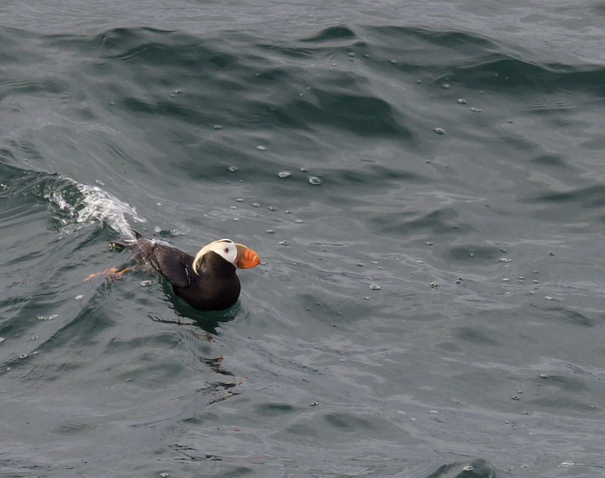 Tufted Puffin - ML620452030