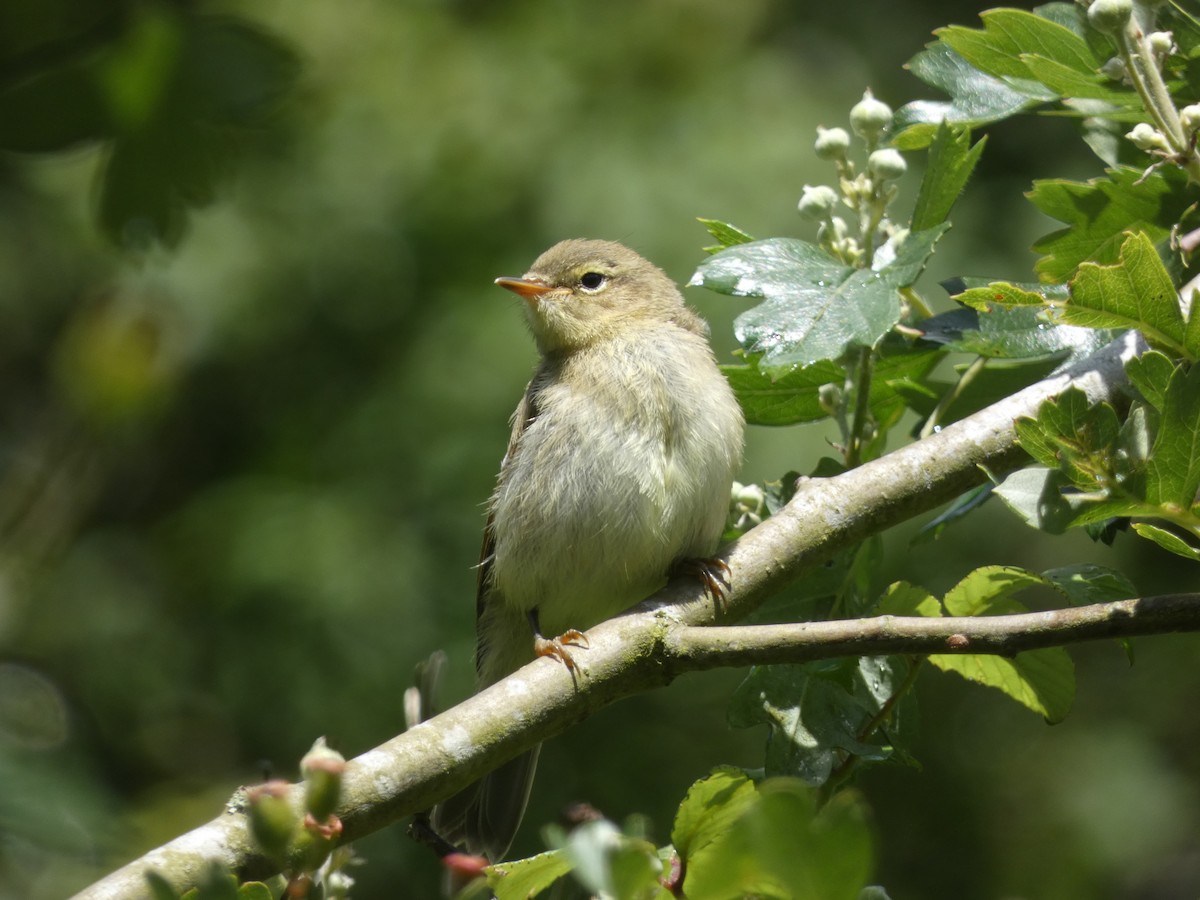 Common Chiffchaff - ML620452036