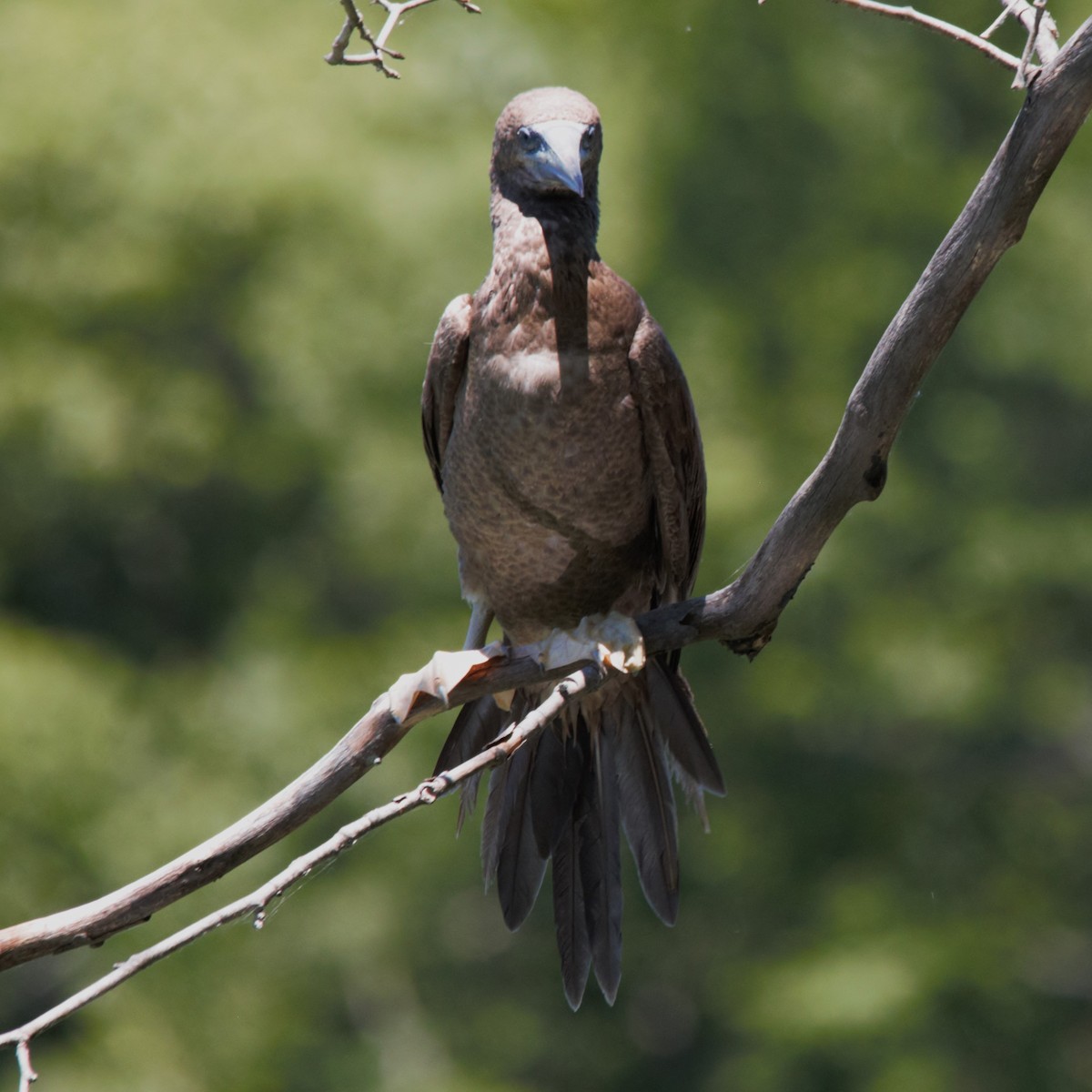 Brown Booby - ML620452040