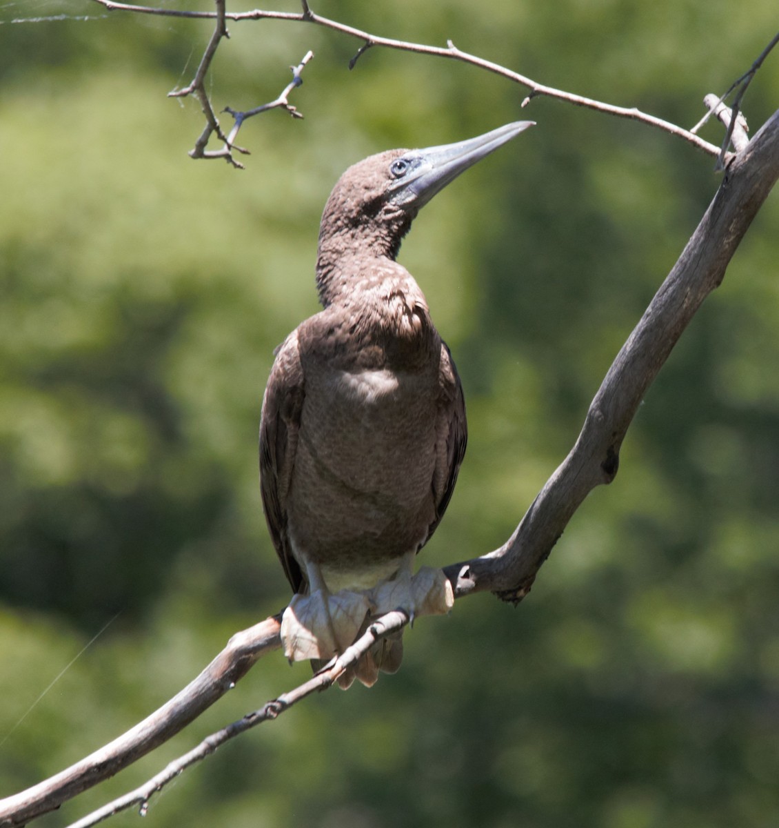 Brown Booby - ML620452045