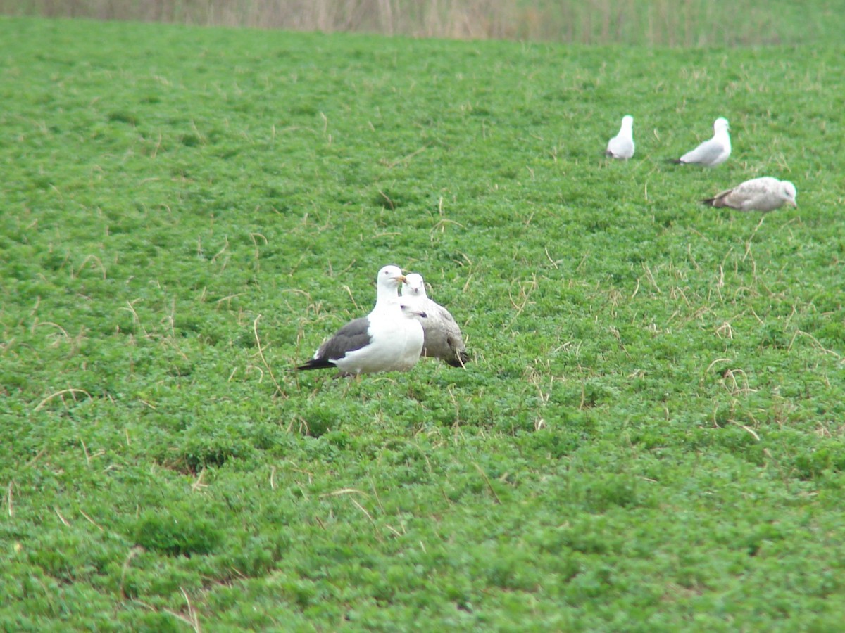 Lesser Black-backed Gull - ML620452046