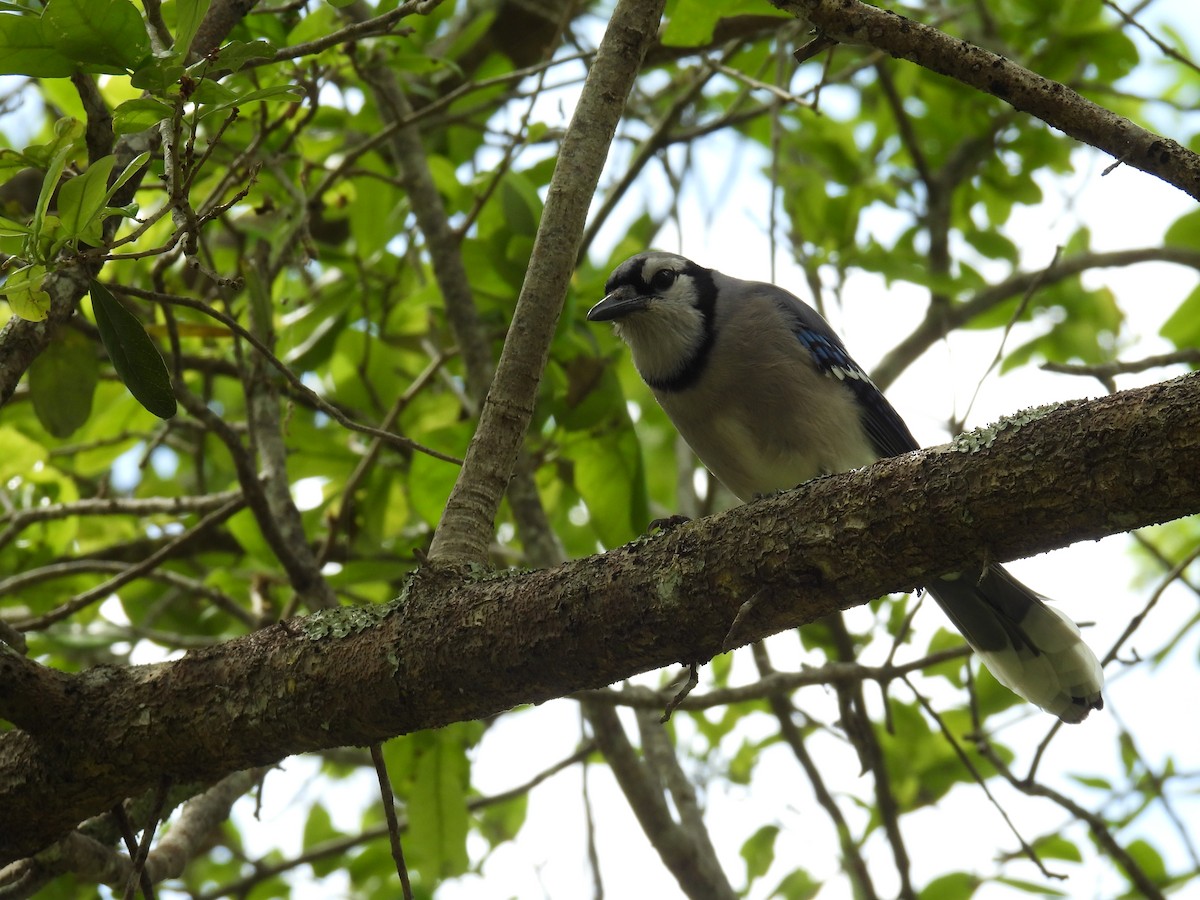 Blue Jay - ML620452049