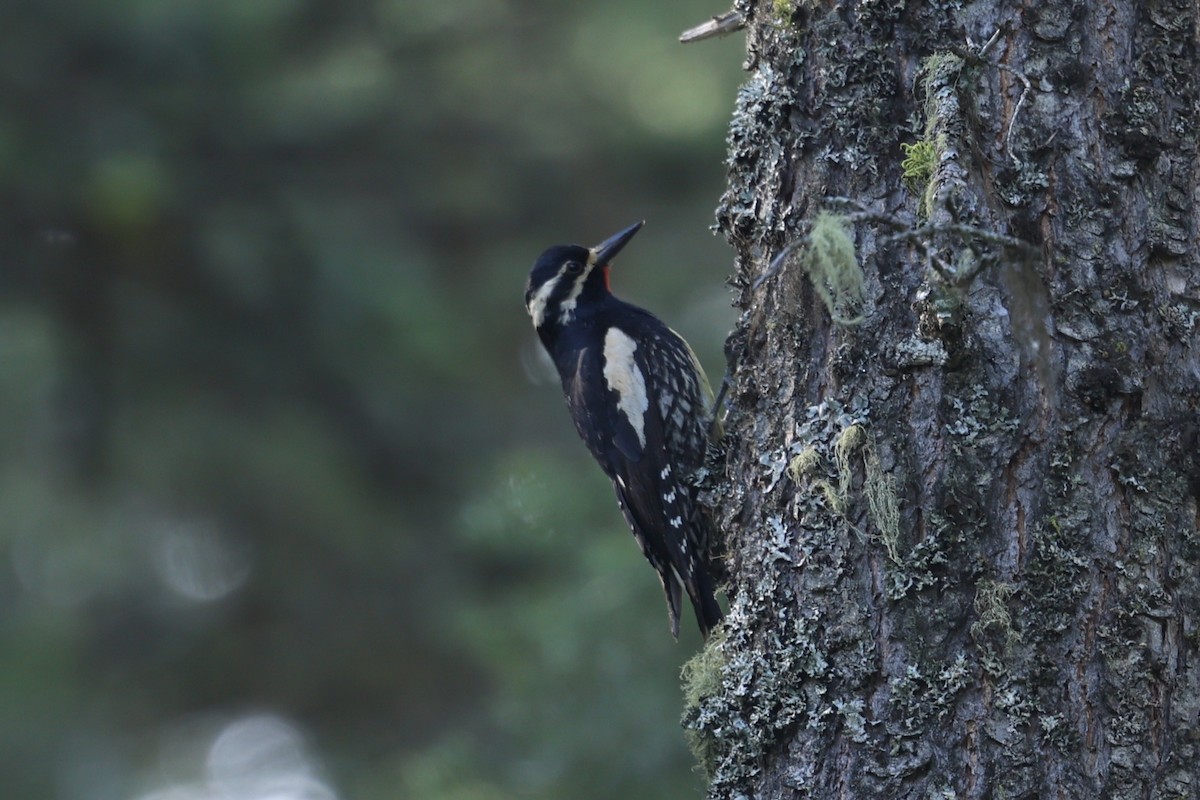 Williamson's Sapsucker - ML620452053