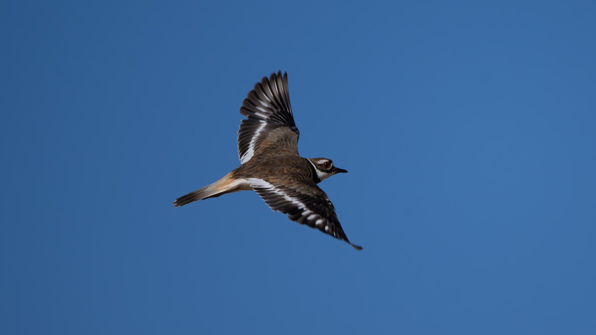 Killdeer - ML620452055