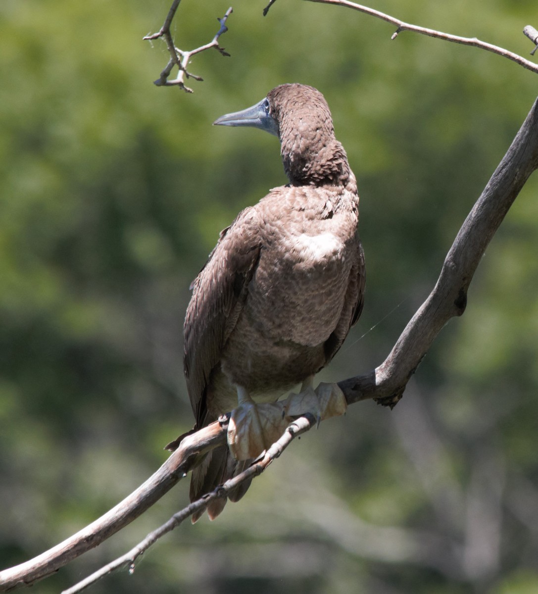 Brown Booby - ML620452069