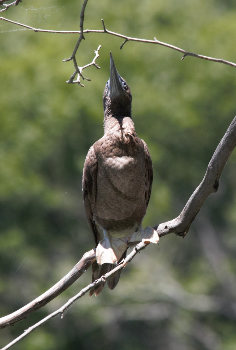 Brown Booby - ML620452070