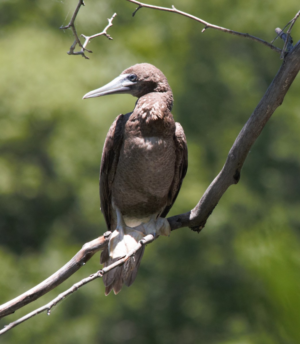 Brown Booby - ML620452071