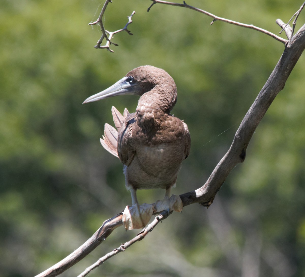 Brown Booby - ML620452075