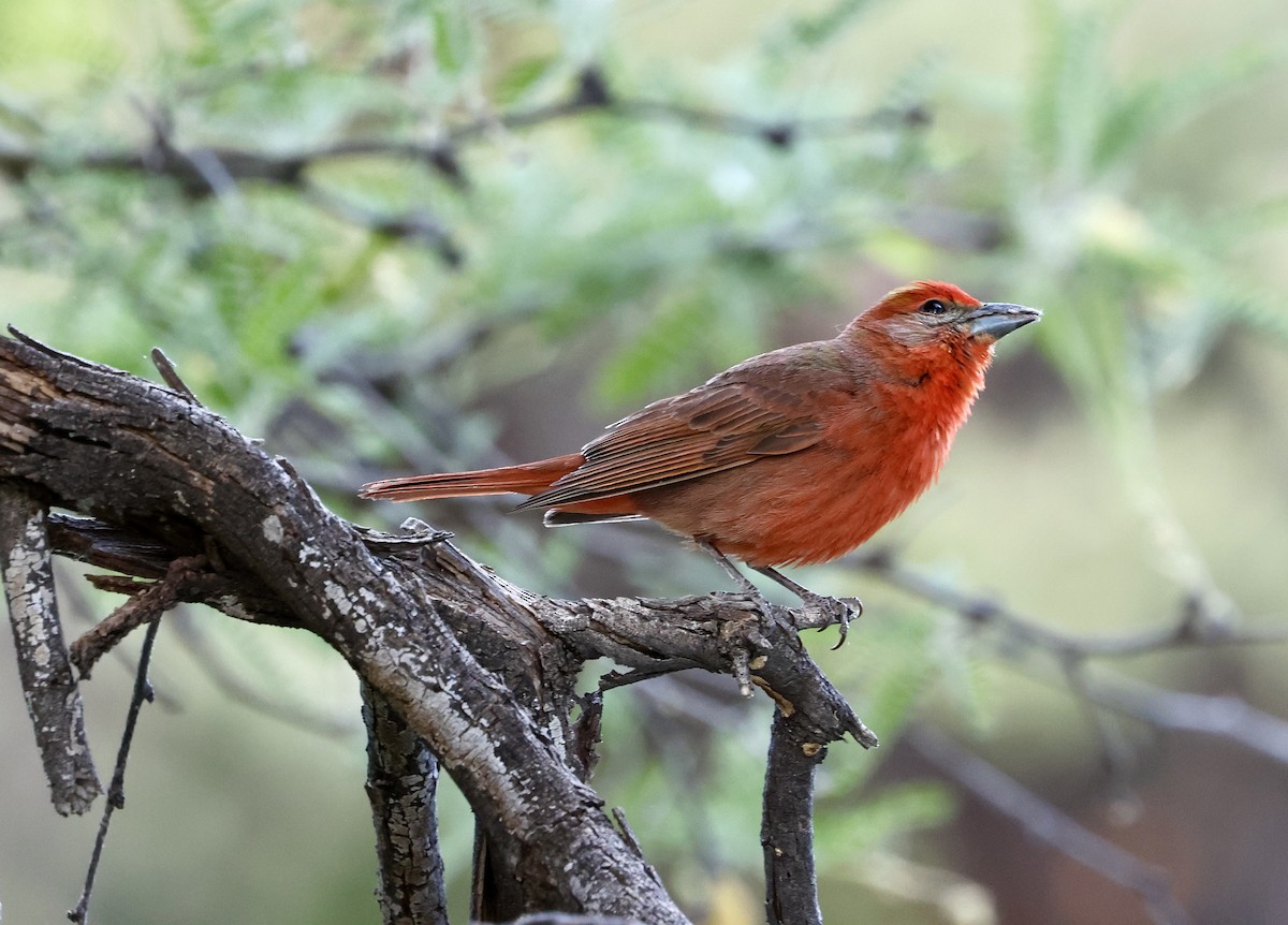 Hepatic Tanager - ML620452084