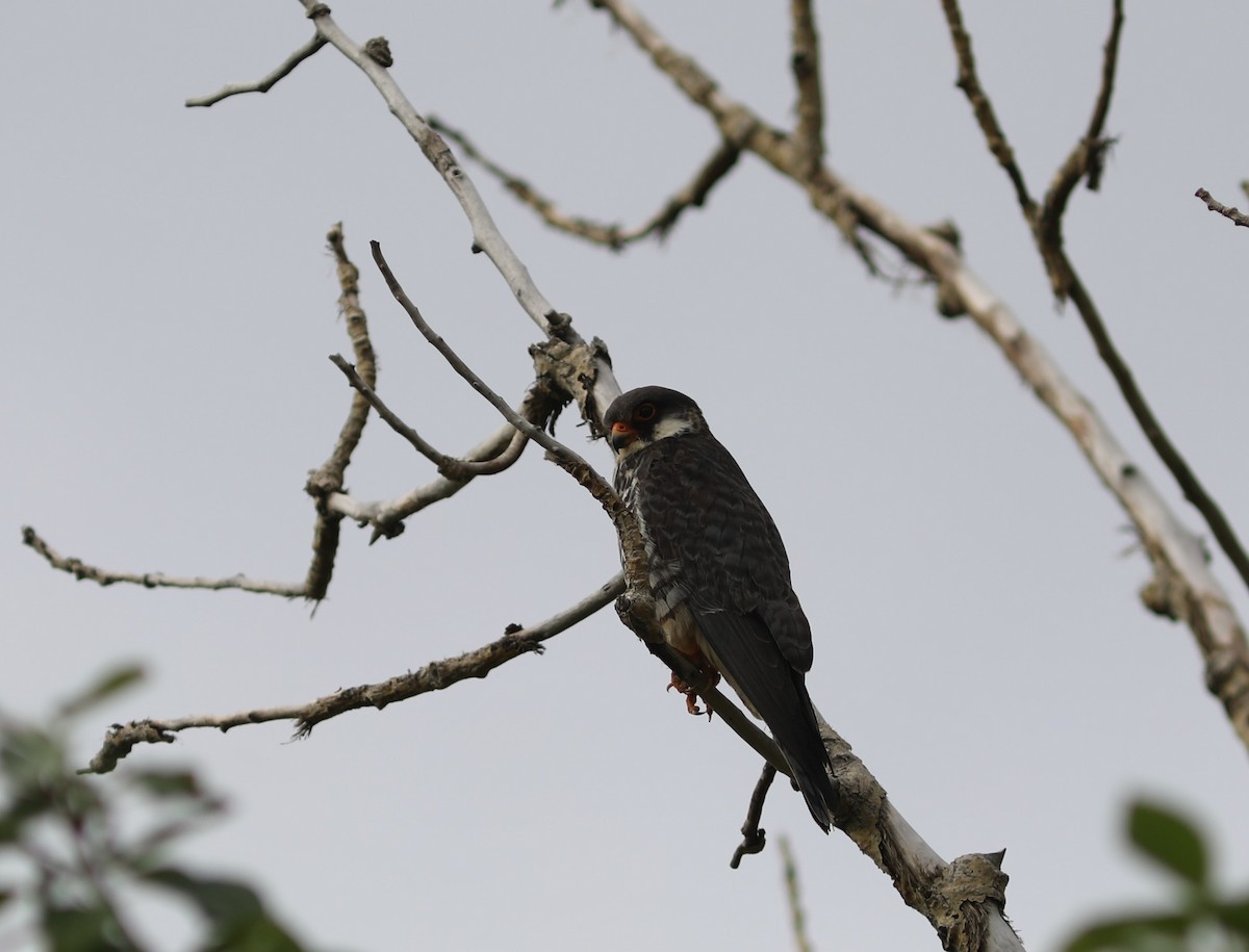 Amur Falcon - ML620452092