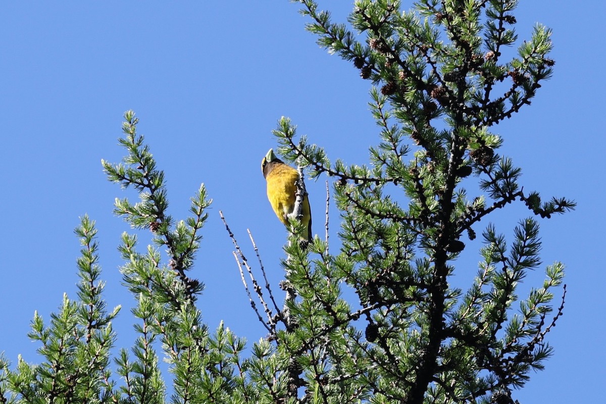 Evening Grosbeak - ML620452094