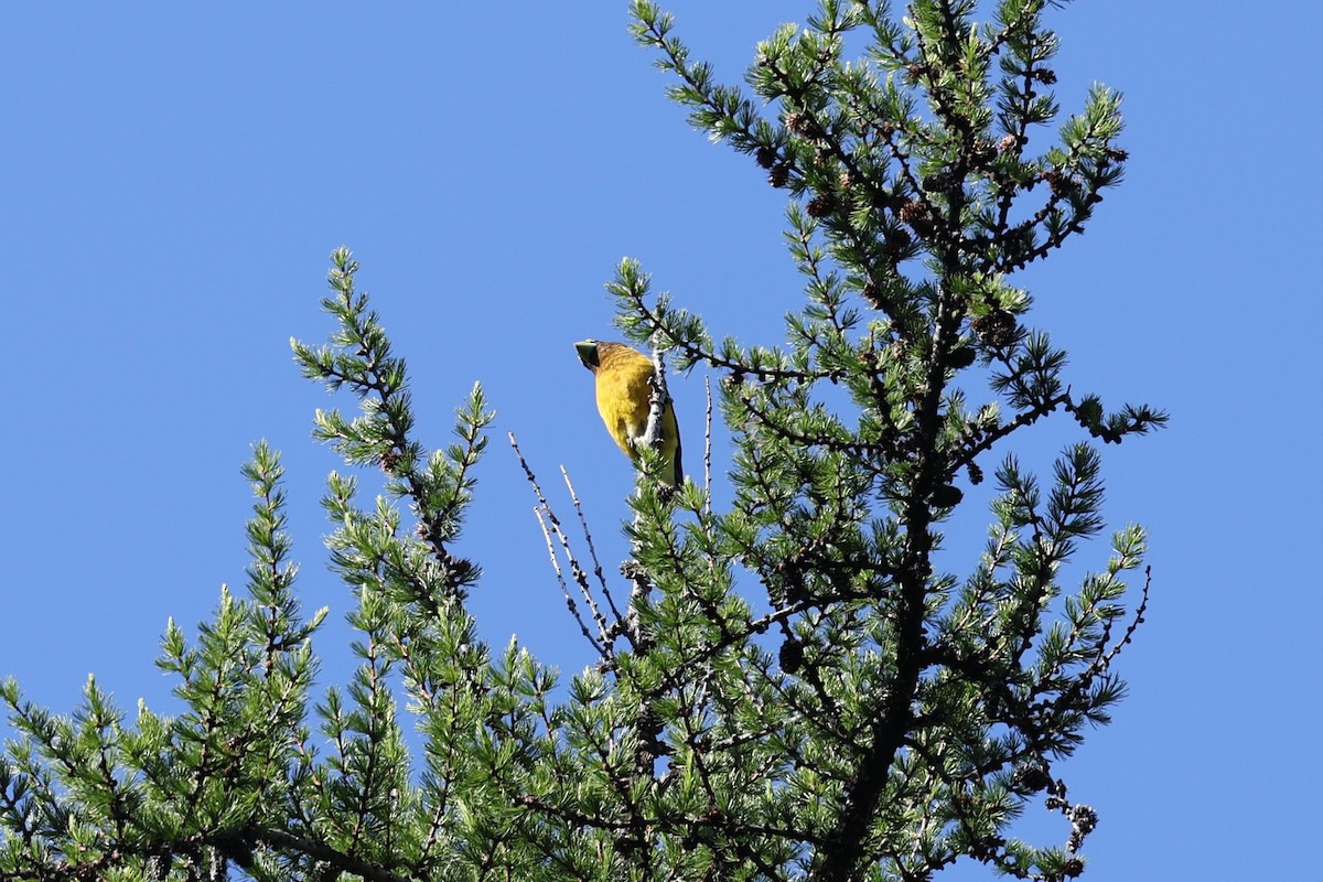 Evening Grosbeak - ML620452096