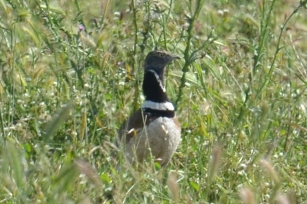 Little Bustard - ML620452098